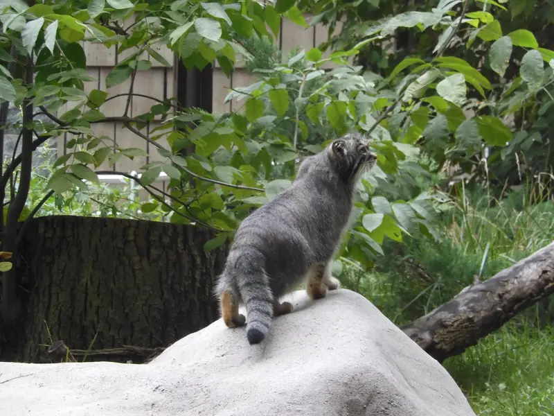 モスクワ動物園のティモフェイの写真