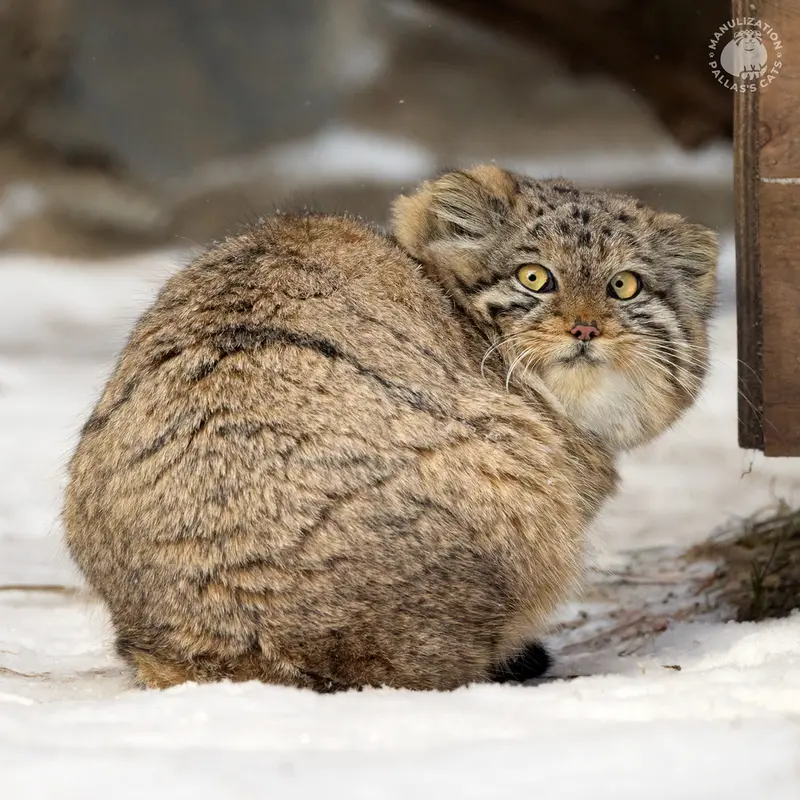 ノヴォシビルスク動物園のベレリの写真