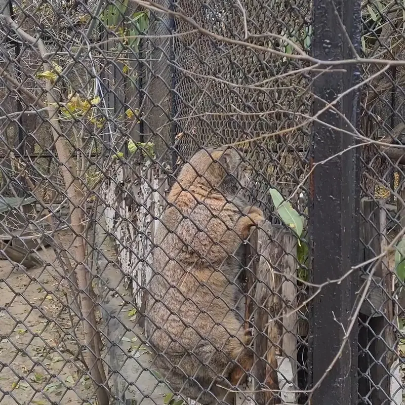ノヴォシビルスク動物園のマヌルネコの写真