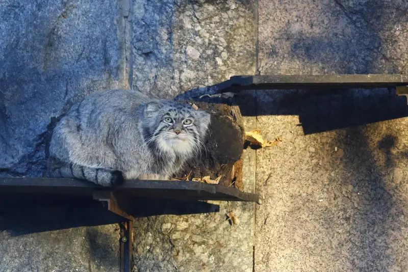 モスクワ動物園のティモフェイの写真