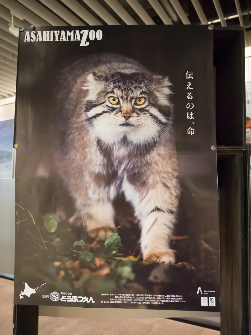 グルーシャの写真