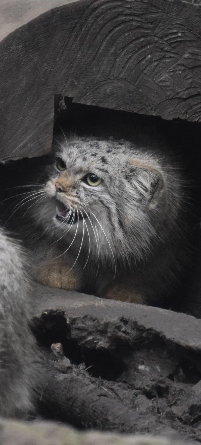 ブダペスト動物園＆植物園のボルシカの写真