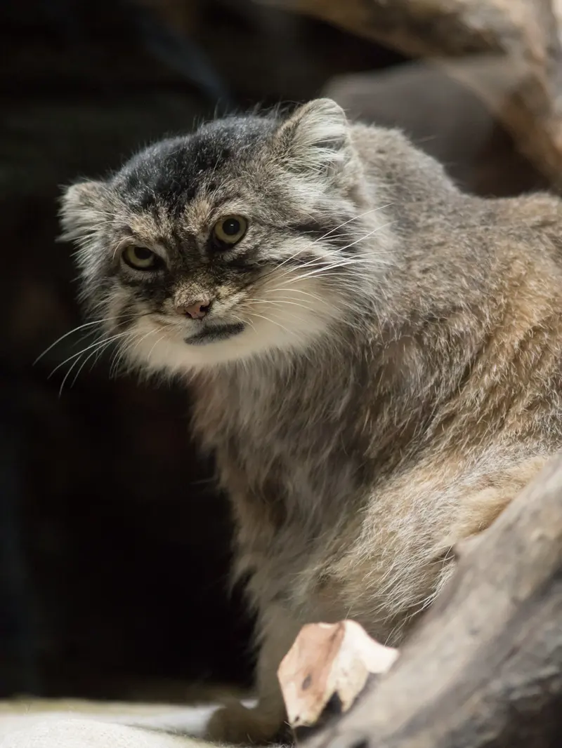 恩賜上野動物園のプリームラの写真
