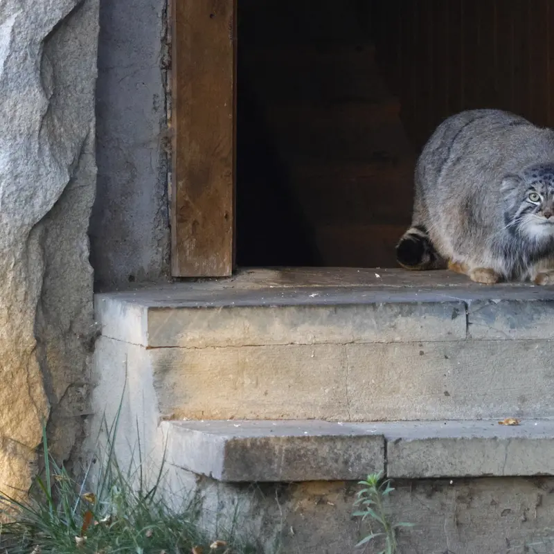 モスクワ動物園のティモフェイの写真