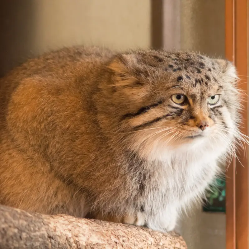 埼玉県こども動物自然公園のロータスの写真