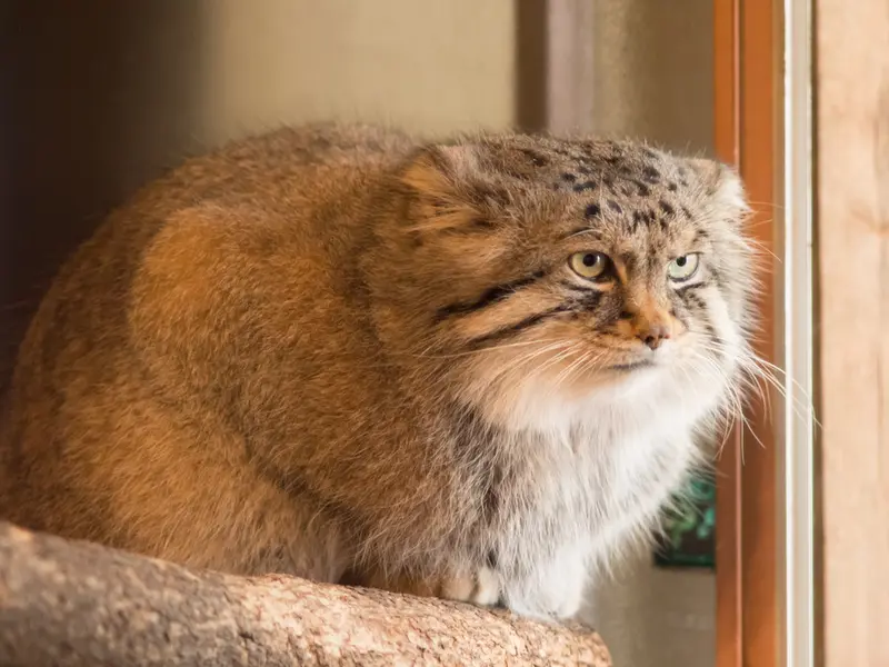 埼玉県こども動物自然公園のロータスの写真