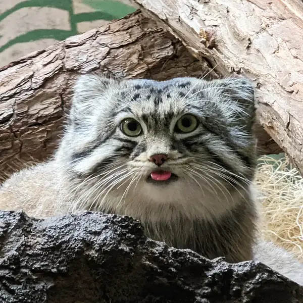 バーミンガム動物園のマヌルネコのバタール