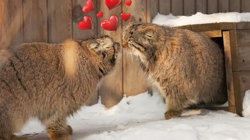 Novosibirsk Zooのアチとスネジンカの動画
