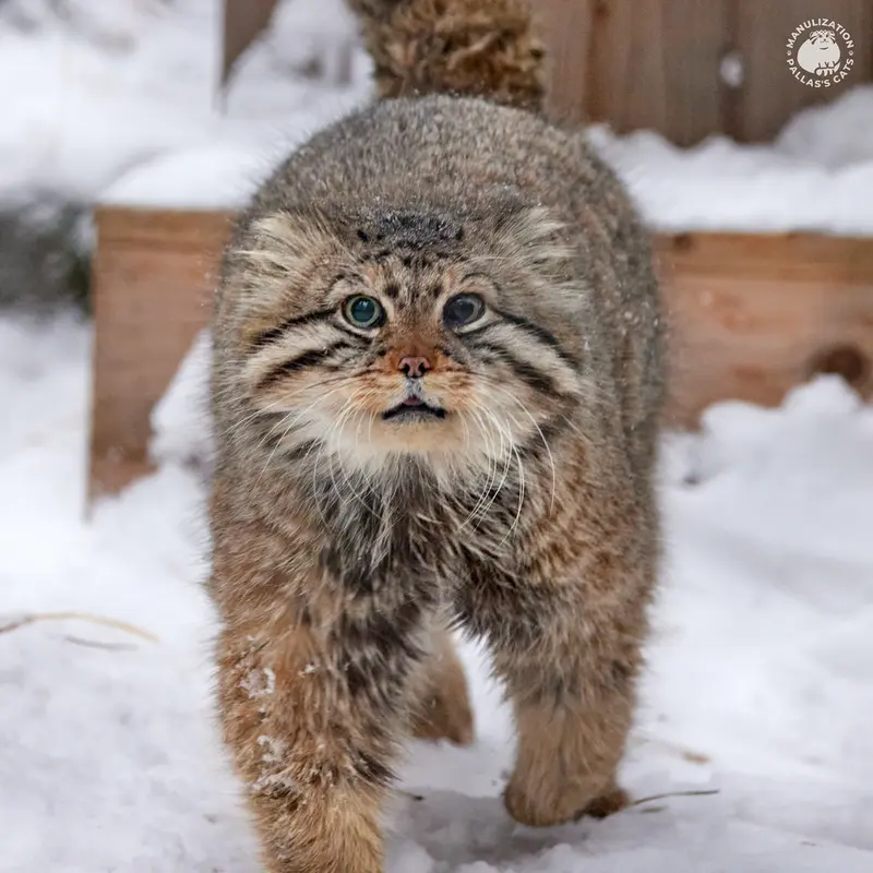 ノヴォシビルスク動物園のゼレノゴルスクの写真