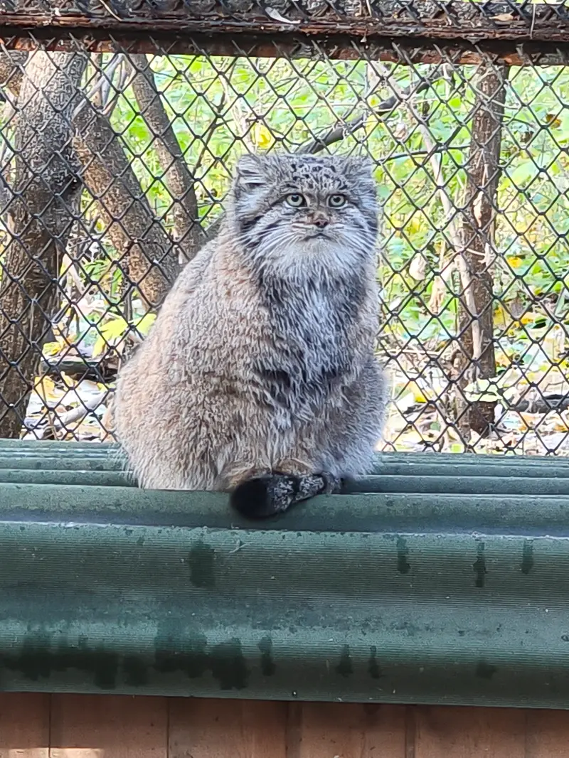 ノヴォシビルスク動物園のミアの写真
