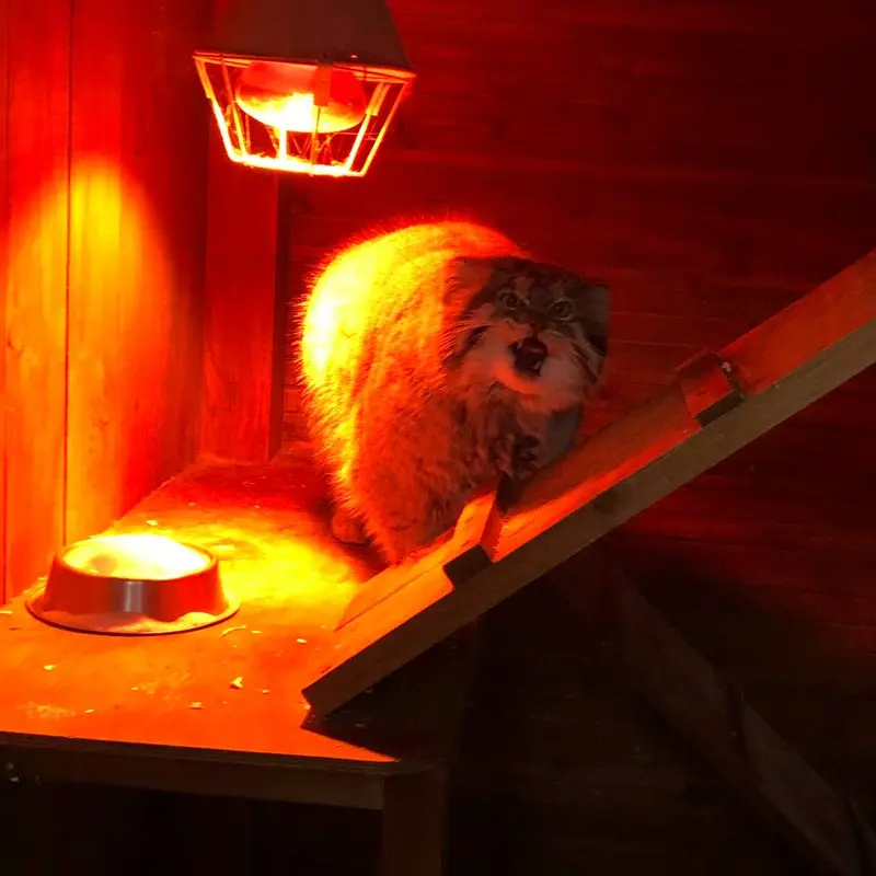 イジェフスク動物園（ウドムルト動物園）のアルタイの写真