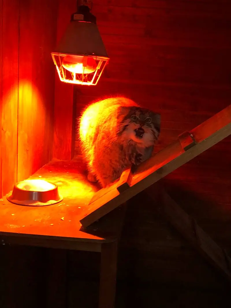 イジェフスク動物園（ウドムルト動物園）のアルタイの写真