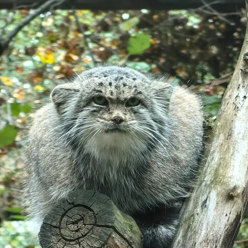 ノヴォシビルスク動物園のミアの写真