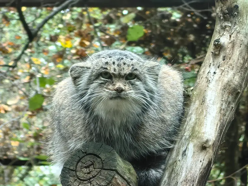 ノヴォシビルスク動物園のミアの写真