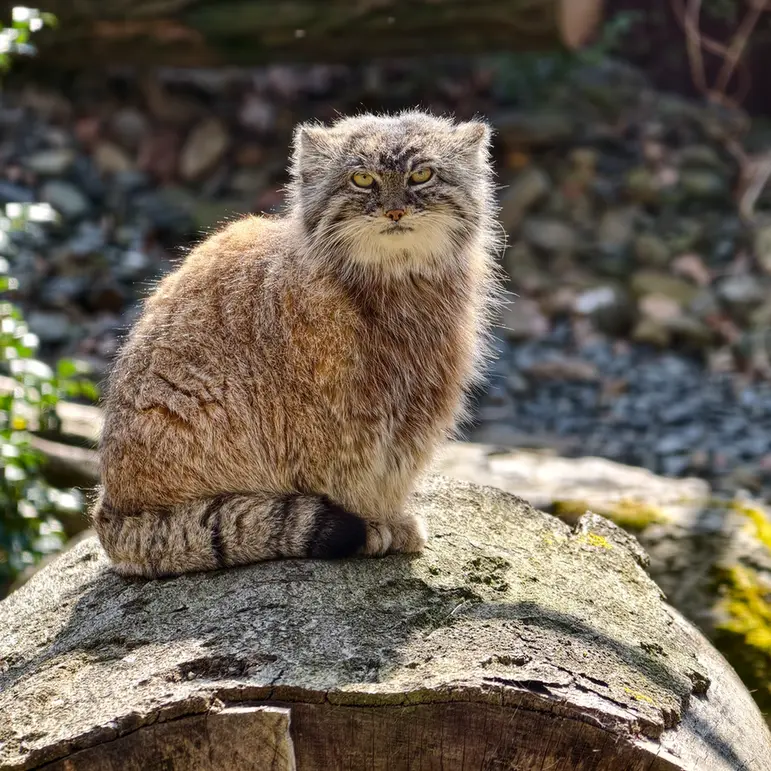 オストラヴァ動物園のモイラの写真