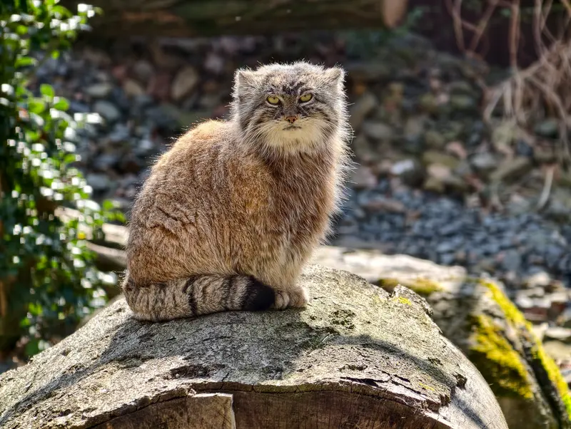 オストラヴァ動物園のモイラの写真