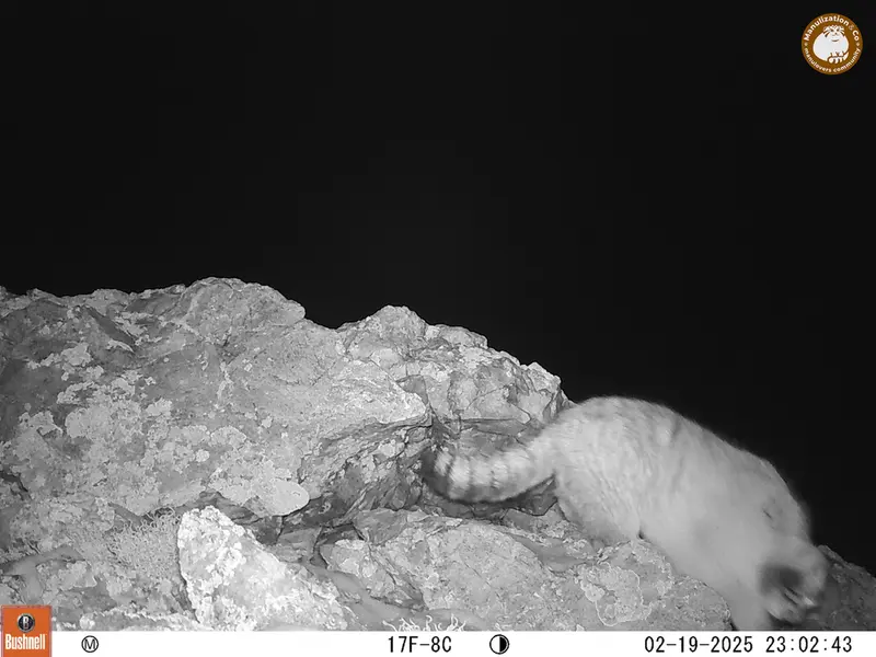 ベッショキー1カメラトラップで撮影したOtocolobus manul manulの写真