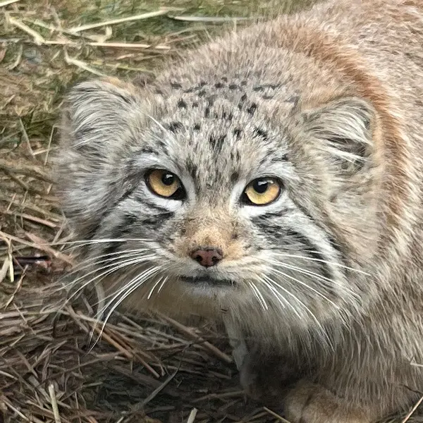 ビンガムトン動物園（ロス・パーク）のマヌルネコのマカリ