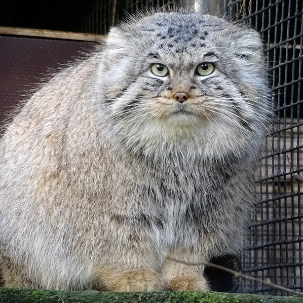 リガ動物園のビョルンの写真