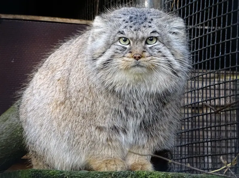 リガ動物園のビョルンの写真