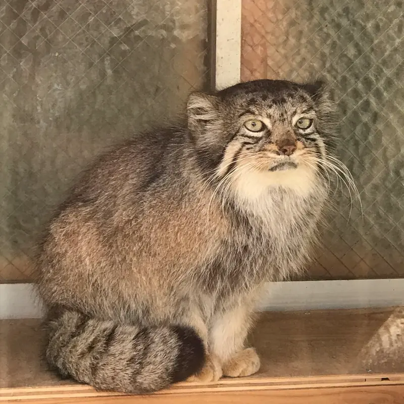 埼玉県こども動物自然公園のタビーの写真