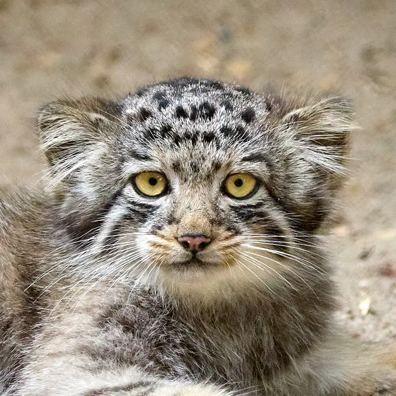 ノヴォシビルスク動物園のマヌルネコのイヴの子（2026年生まれ）Ⅳ