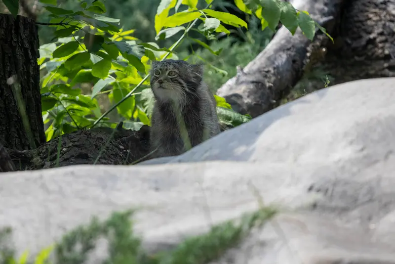 モスクワ動物園のティモフェイの写真