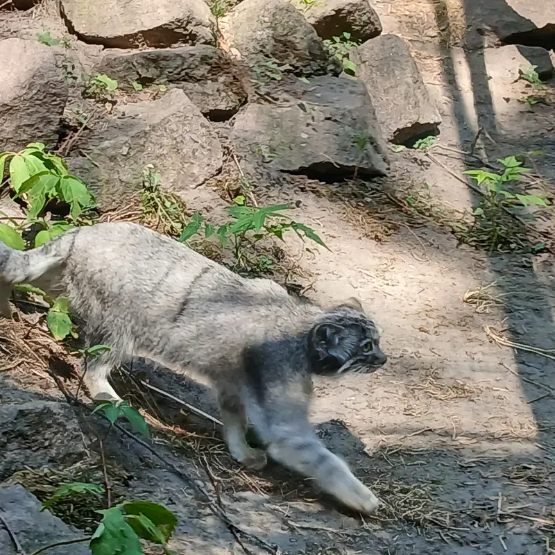 ブダペスト動物園・植物園のルーシーの写真