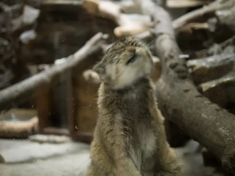 恩賜上野動物園のプリームラの写真