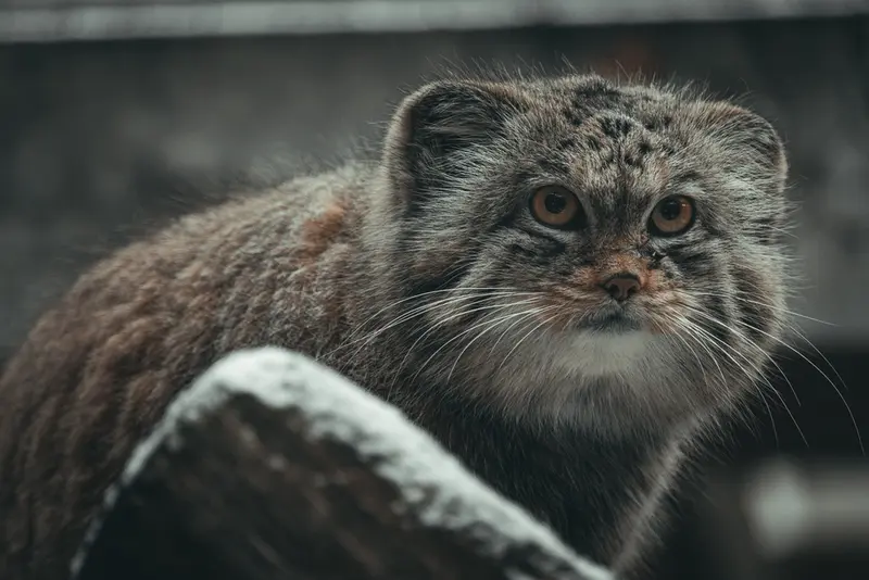 タリン動物園のマーズの写真