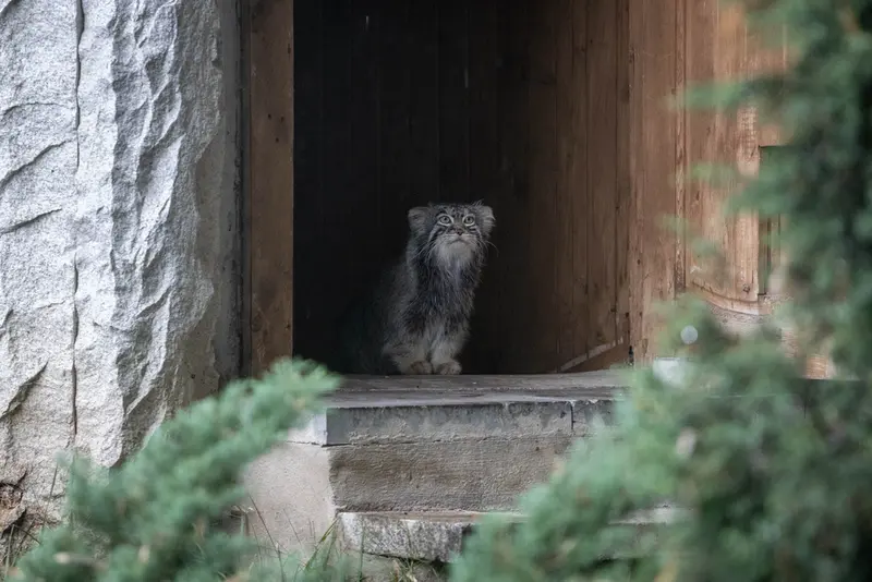 モスクワ動物園のティモフェイの写真