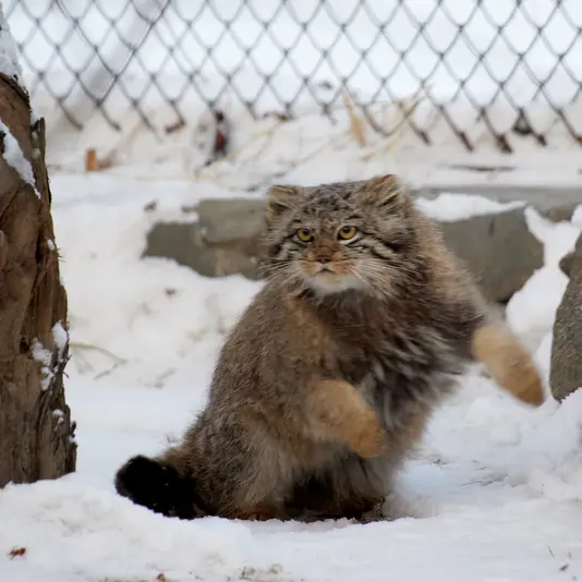 ノヴォシビルスク動物園のスネジンカの写真