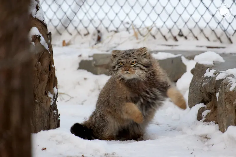 ノヴォシビルスク動物園のスネジンカの写真