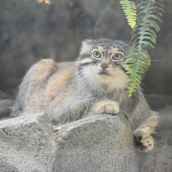 神戸どうぶつ王国のレフの写真