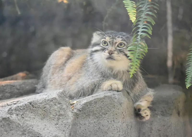 神戸どうぶつ王国のレフの写真