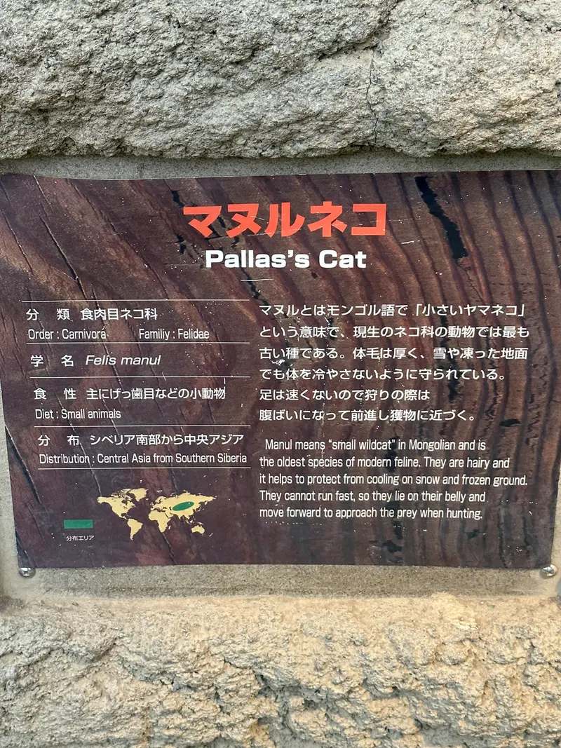神戸どうぶつ王国のマヌルネコの写真
