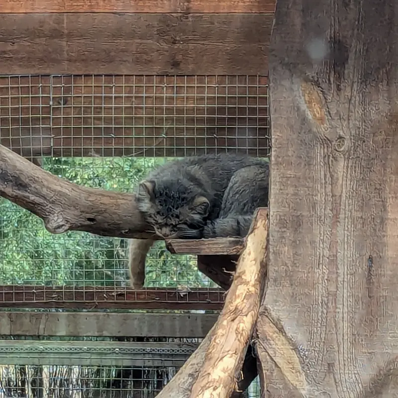 タリン動物園のアルタニの写真