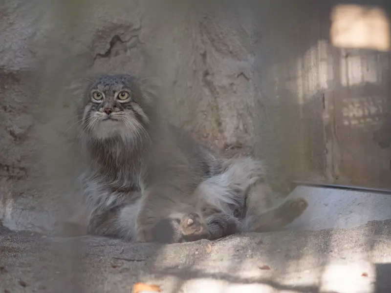 野毛山動物園のフィーガの写真