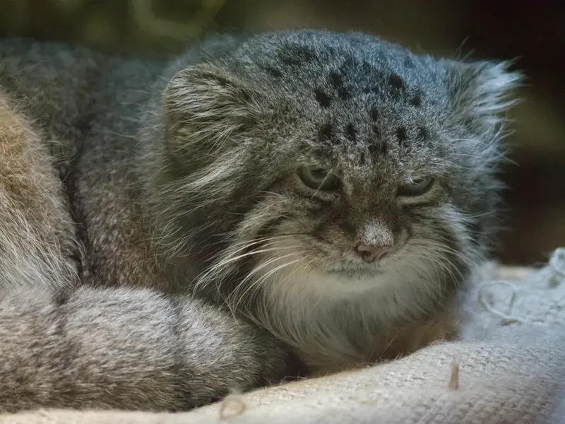 恩賜上野動物園のクリョンの写真