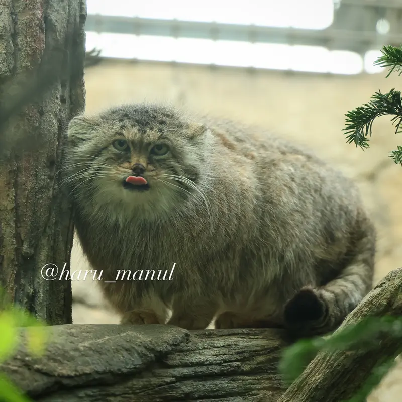 那須どうぶつ王国のポリーの写真