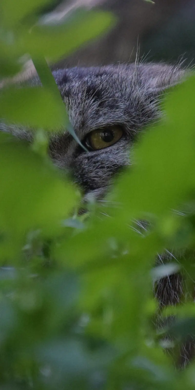 ブダペスト動物園＆植物園のルーシーの写真