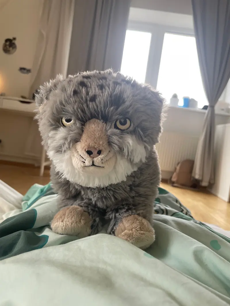 マヌルネコの写真