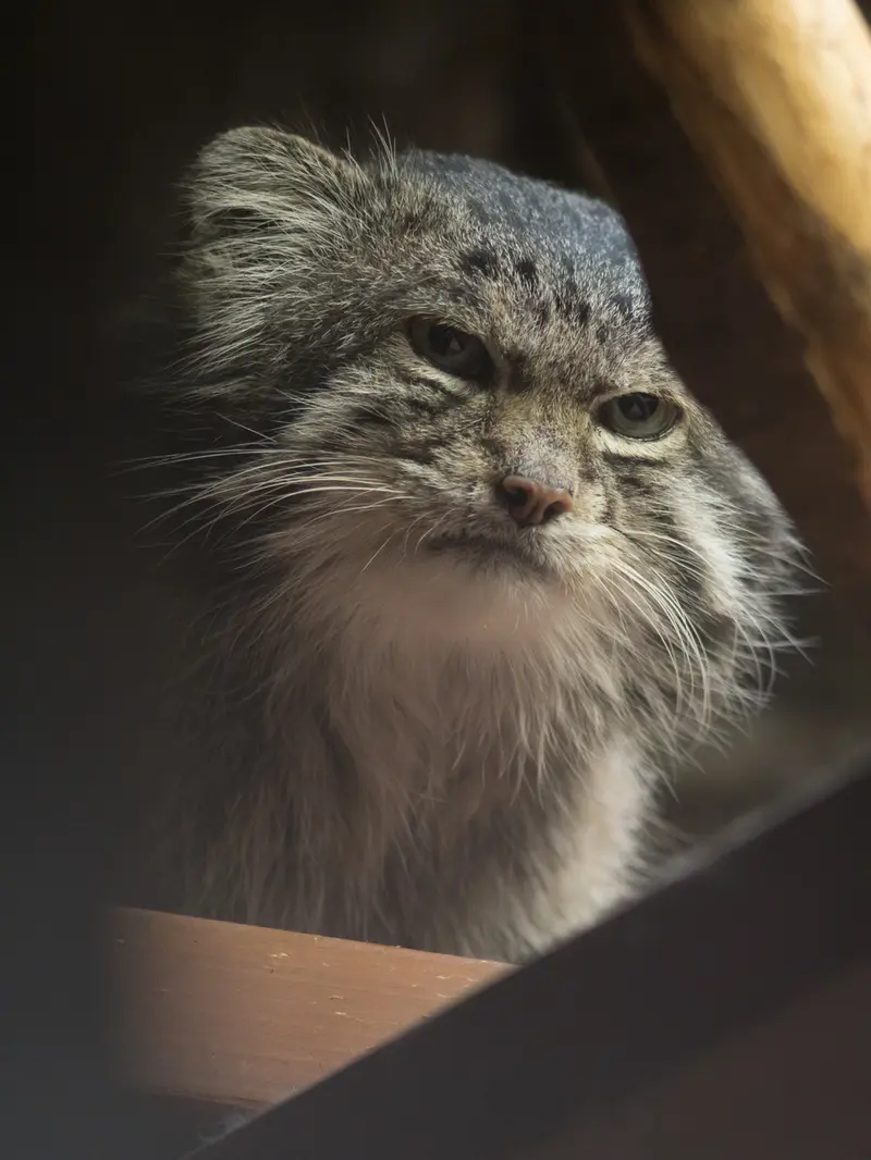 恩賜上野動物園のクリョンの写真