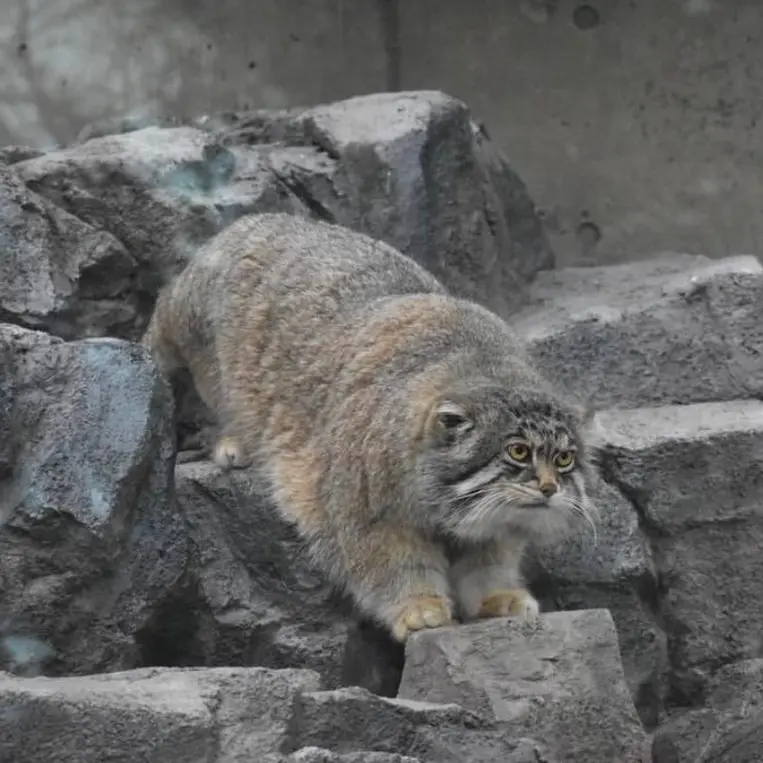 旭山動物園のグルーシャの写真
