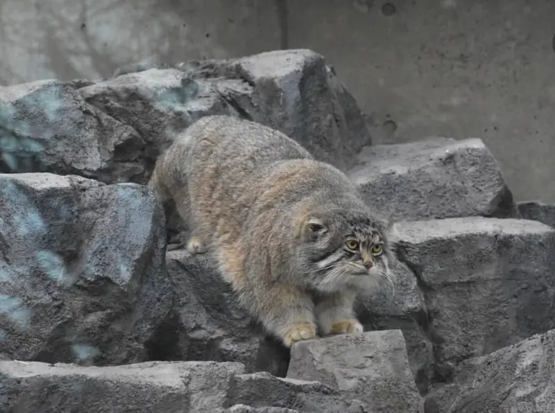 旭山動物園のグルーシャの写真