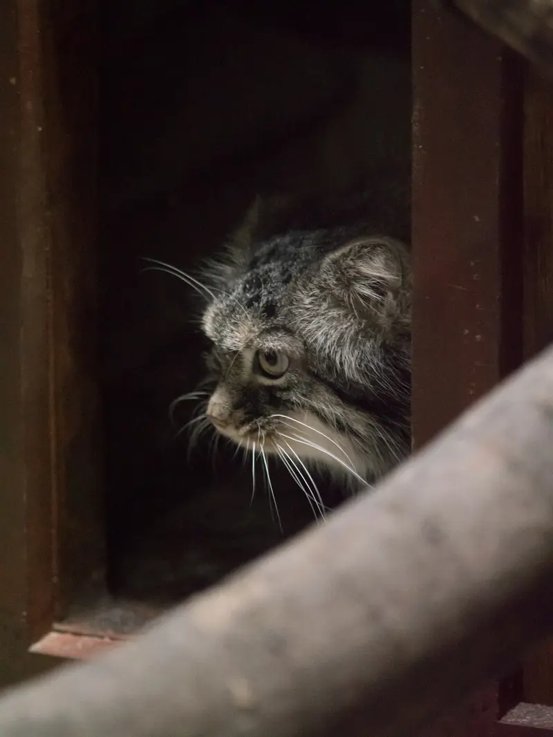 恩賜上野動物園のサフランの写真