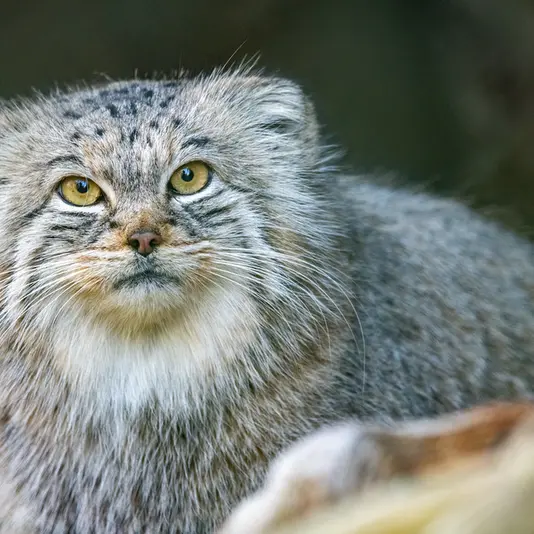 ヘラブルン動物園のプルシの写真