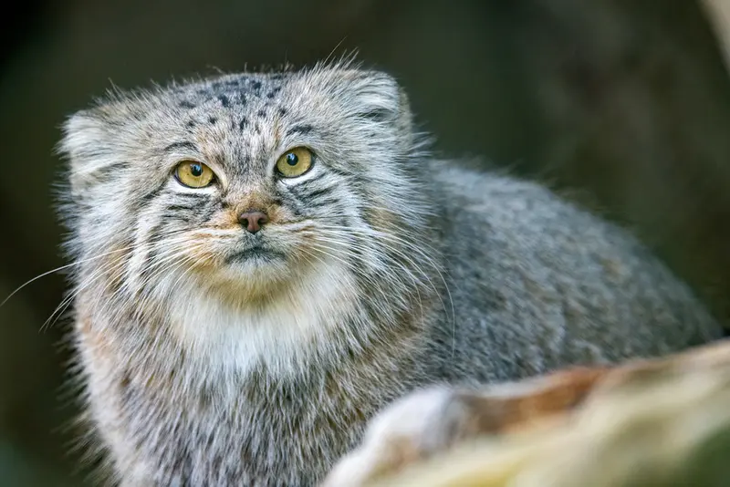 ヘラブルン動物園のプルシの写真