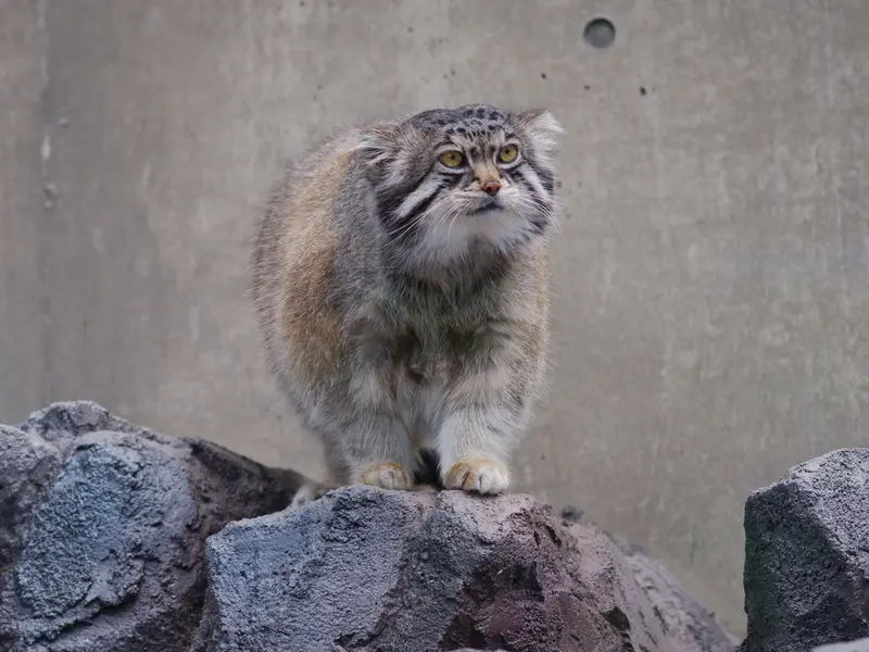 旭山動物園のグルーシャの写真