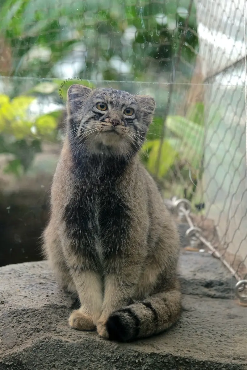 神戸どうぶつ王国のメイの写真